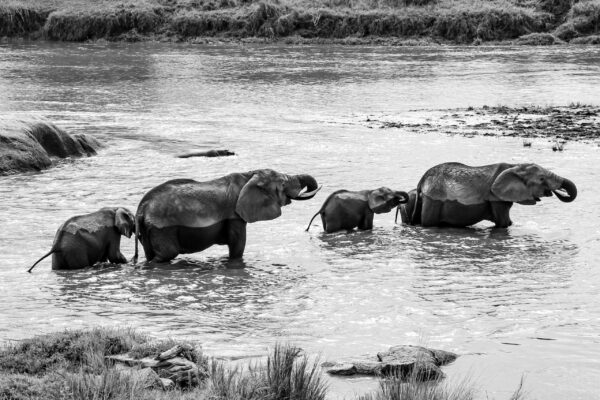 WONDERS OF OUR PLANET, Beauty of wildlife by Camille Massida Photography